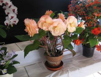 Andrew Tokely Winning Begonia Best in Flowers