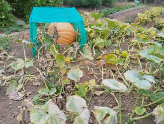 2025 2nd Best Plot 34 02