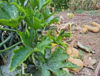 2025 Best Newcomer Plot 7A 04