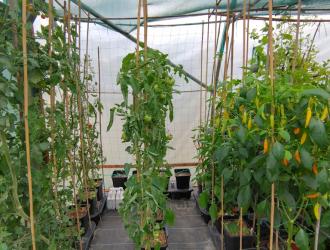 2025 Best Polytunnel 1st Plot 14