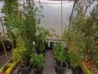 2025 Best Polytunnel 2nd Plot 24