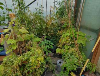 2025 Best Polytunnel 3rd Plot 13